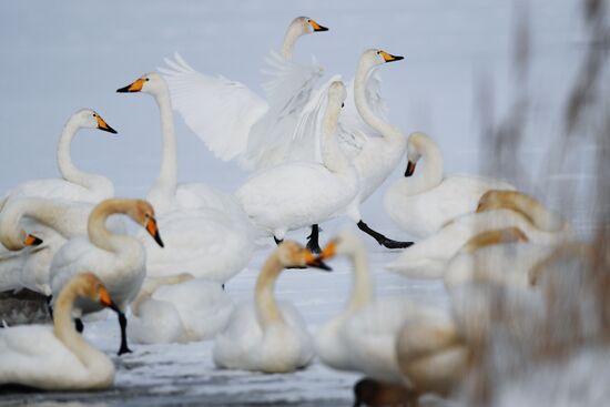 Russia Wildlife Swans