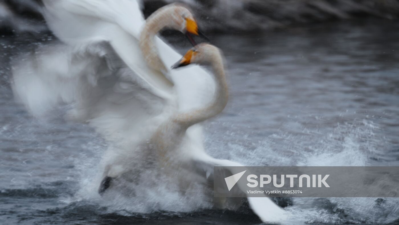 Russia Wildlife Swans