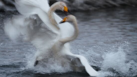 Russia Wildlife Swans