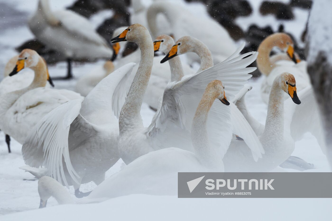 Russia Wildlife Swans