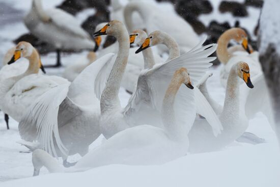 Russia Wildlife Swans