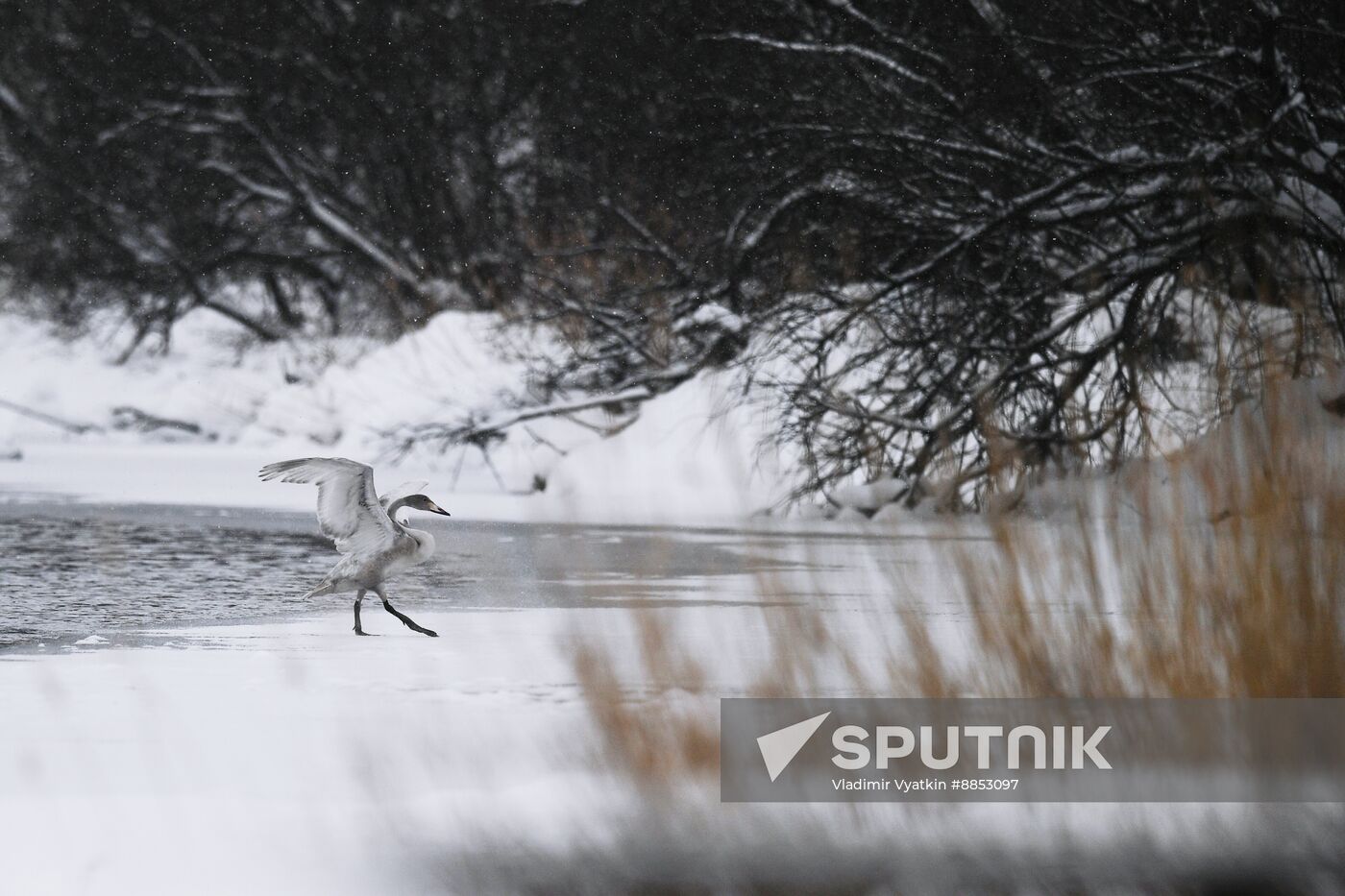 Russia Wildlife Swans