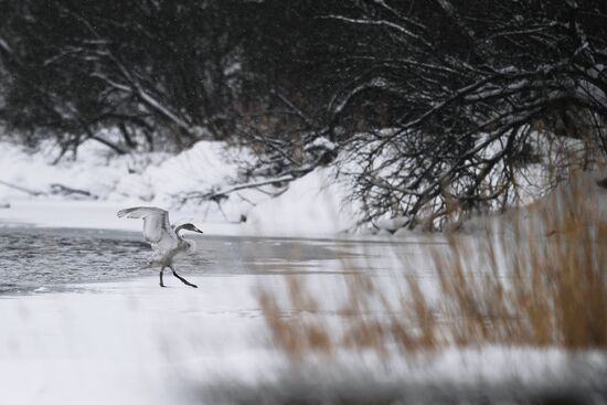 Russia Wildlife Swans