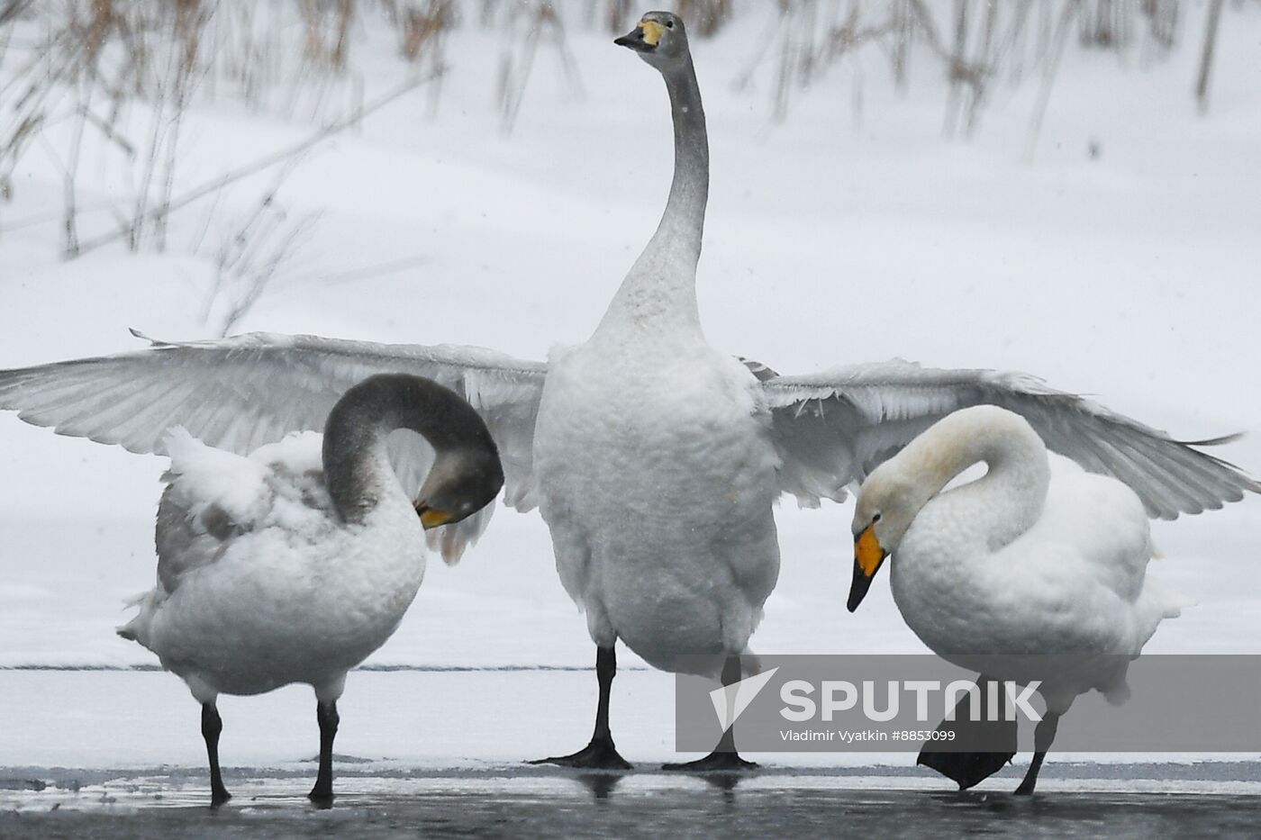 Russia Wildlife Swans