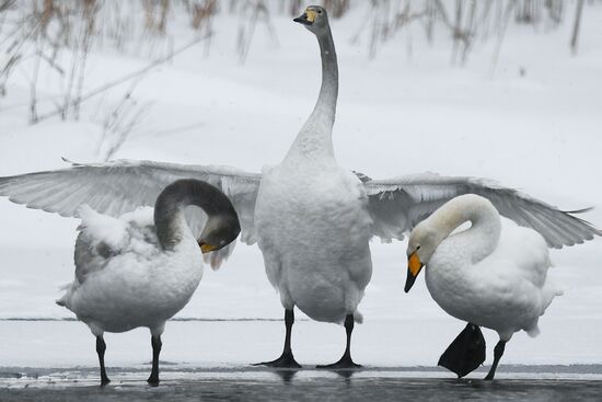 Russia Wildlife Swans