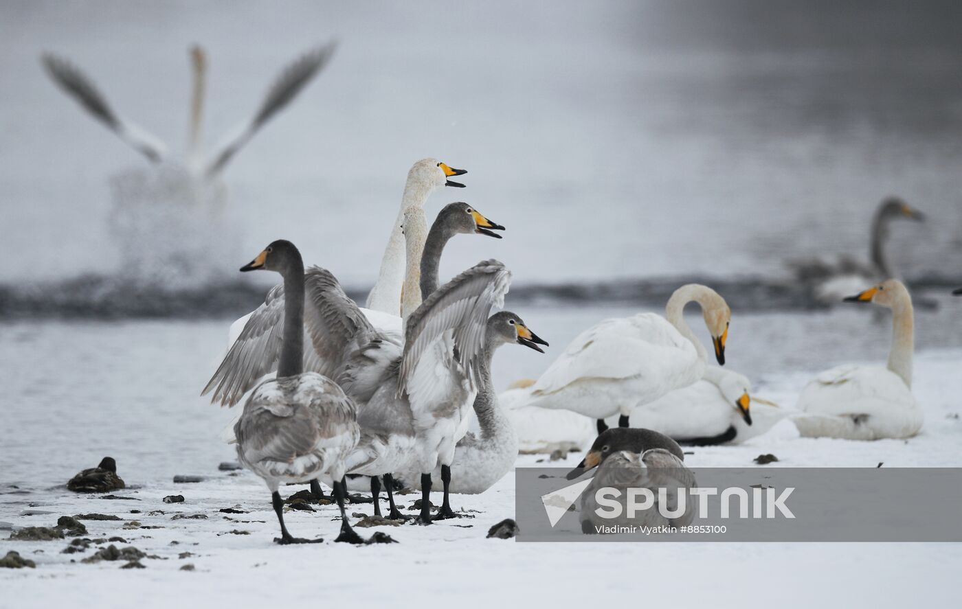 Russia Wildlife Swans