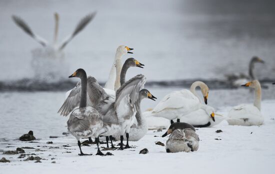 Russia Wildlife Swans