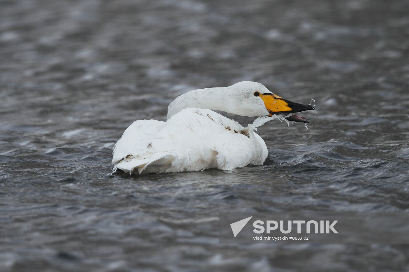 Russia Wildlife Swans