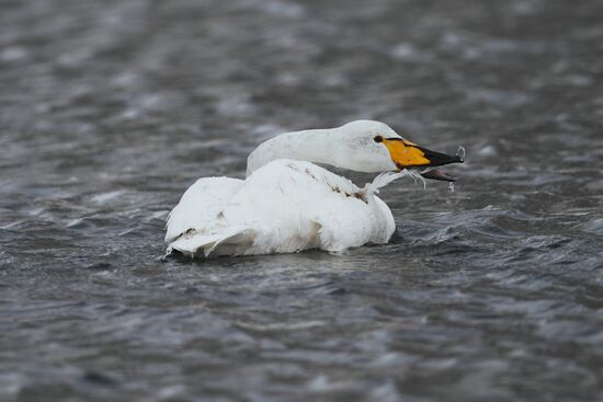 Russia Wildlife Swans