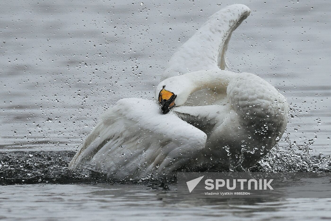 Russia Wildlife Swans