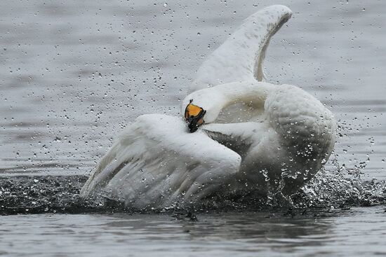 Russia Wildlife Swans