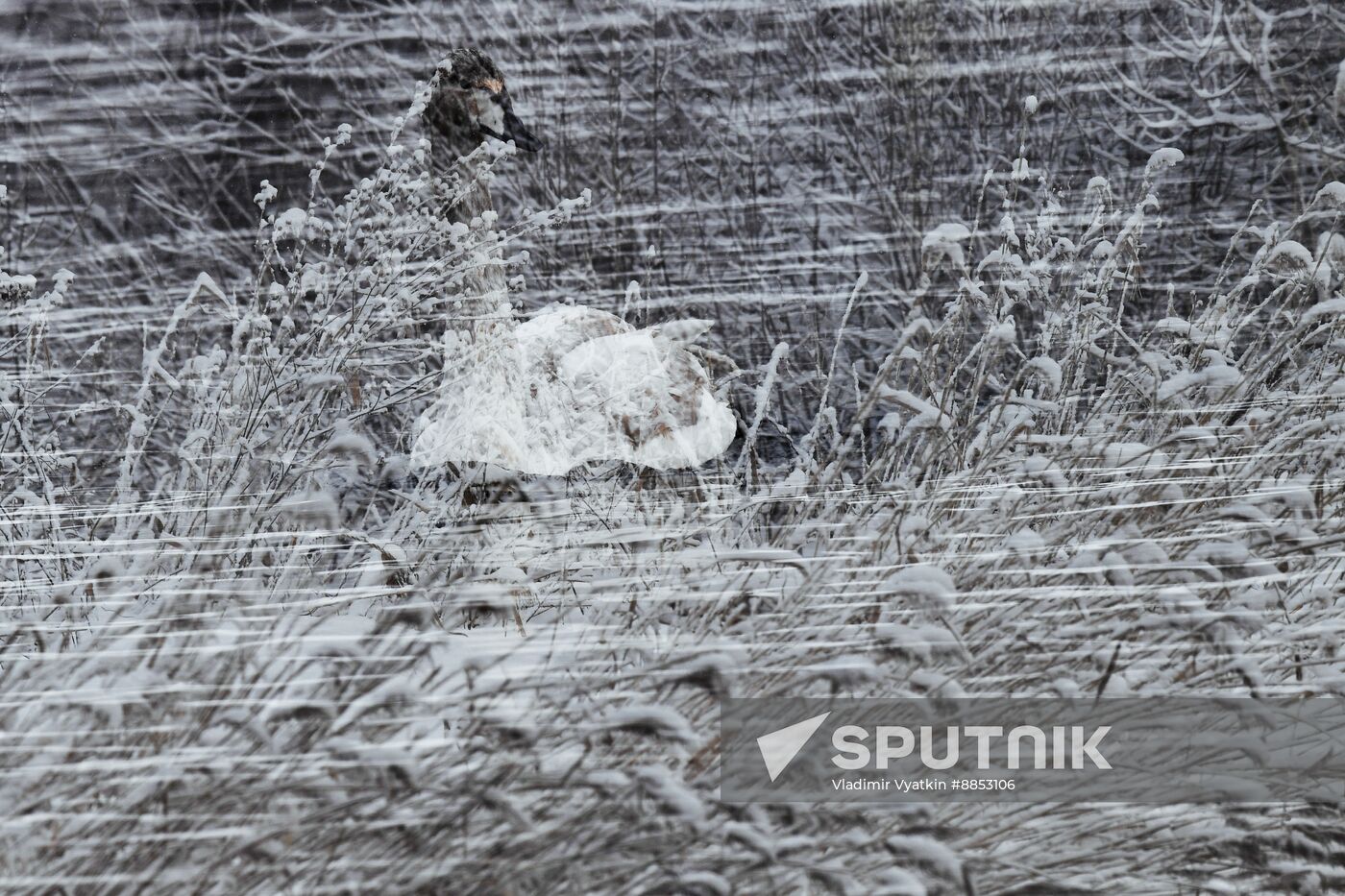 Russia Wildlife Swans