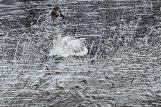 Russia Wildlife Swans