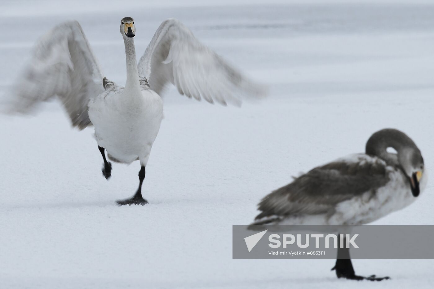 Russia Wildlife Swans