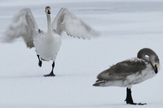 Russia Wildlife Swans