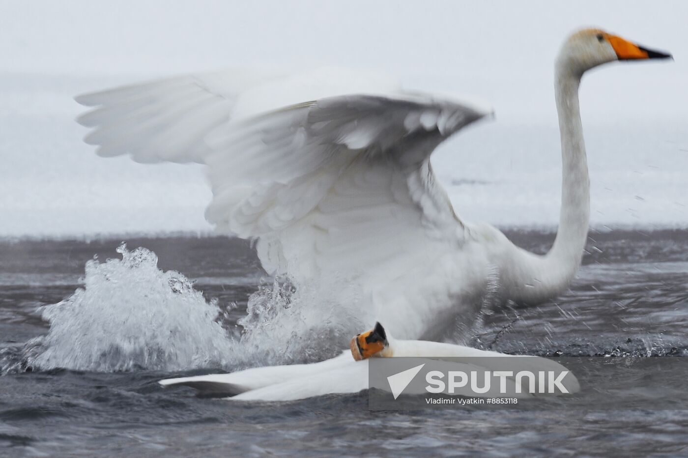 Russia Wildlife Swans