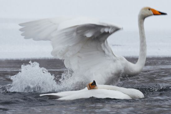 Russia Wildlife Swans