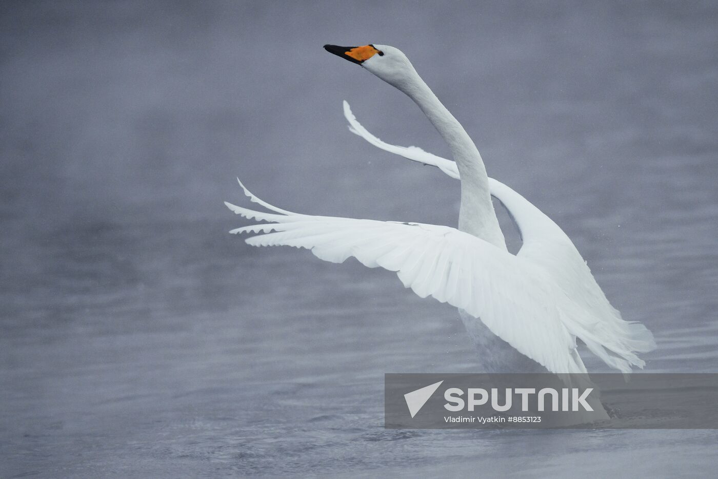 Russia Wildlife Swans