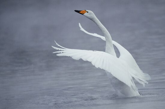 Russia Wildlife Swans