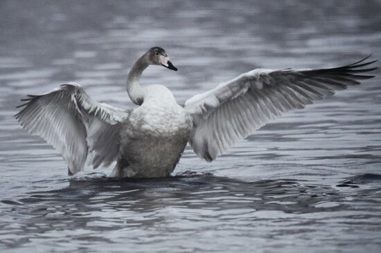 Russia Wildlife Swans