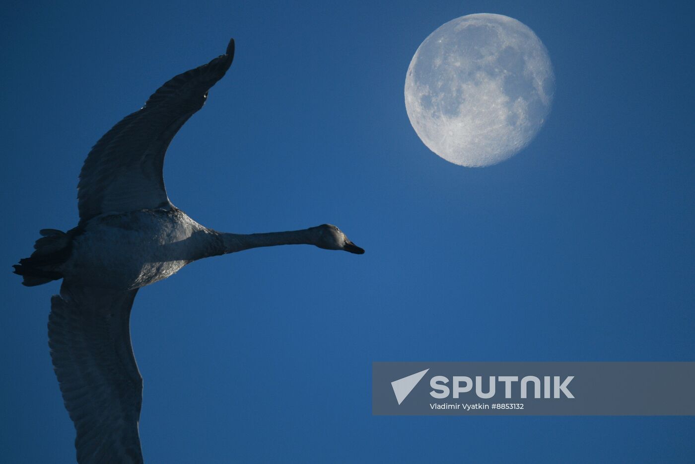 Russia Wildlife Swans