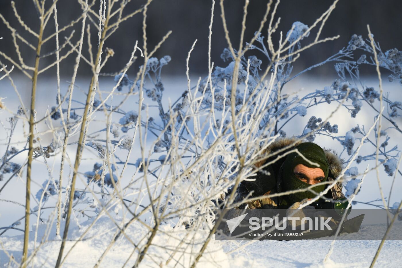 Russia Wildlife Swans