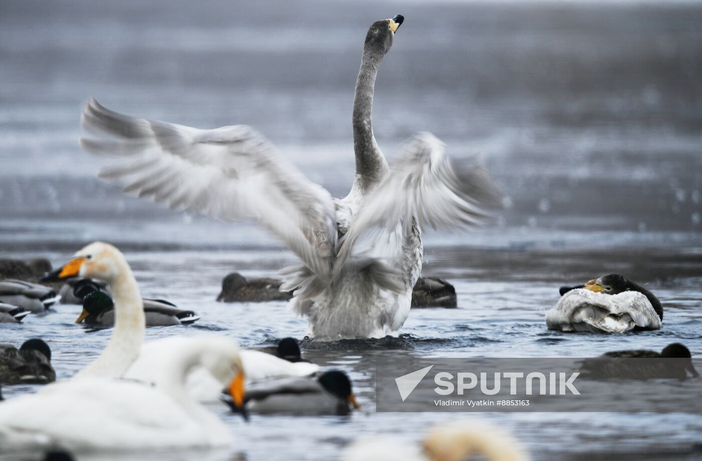 Russia Wildlife Swans