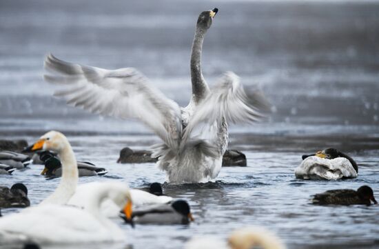 Russia Wildlife Swans