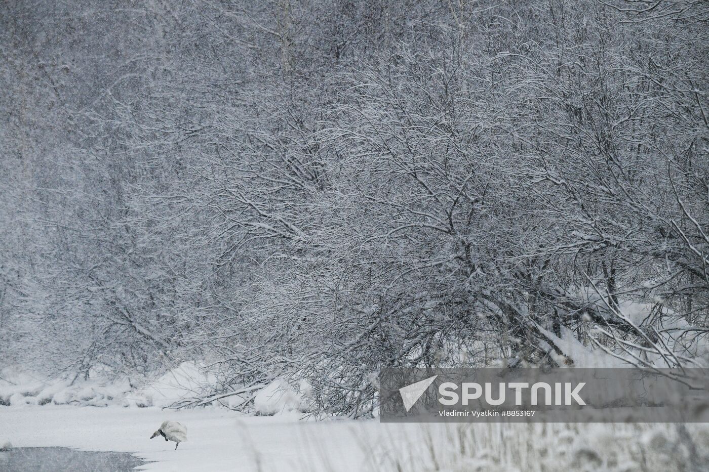 Russia Wildlife Swans