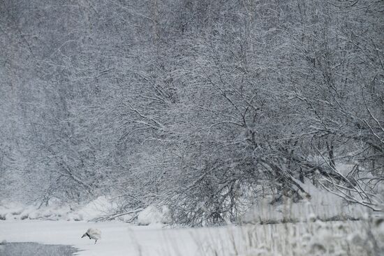 Russia Wildlife Swans