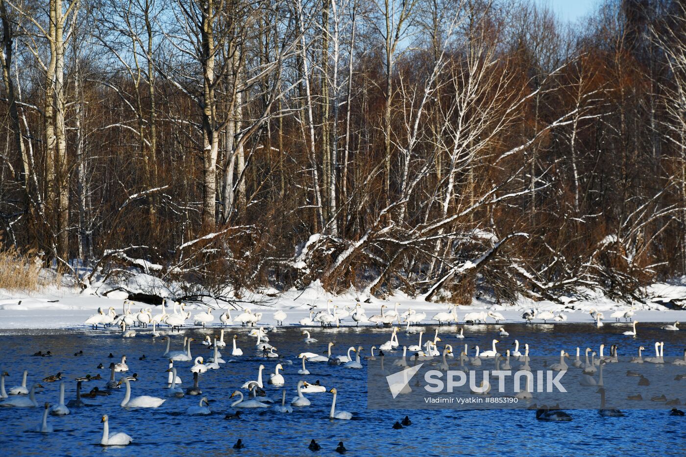 Russia Wildlife Swans