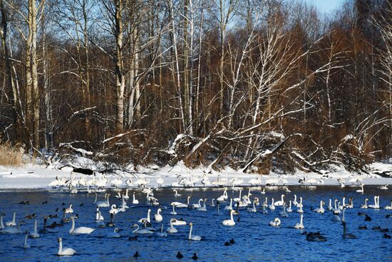 Russia Wildlife Swans