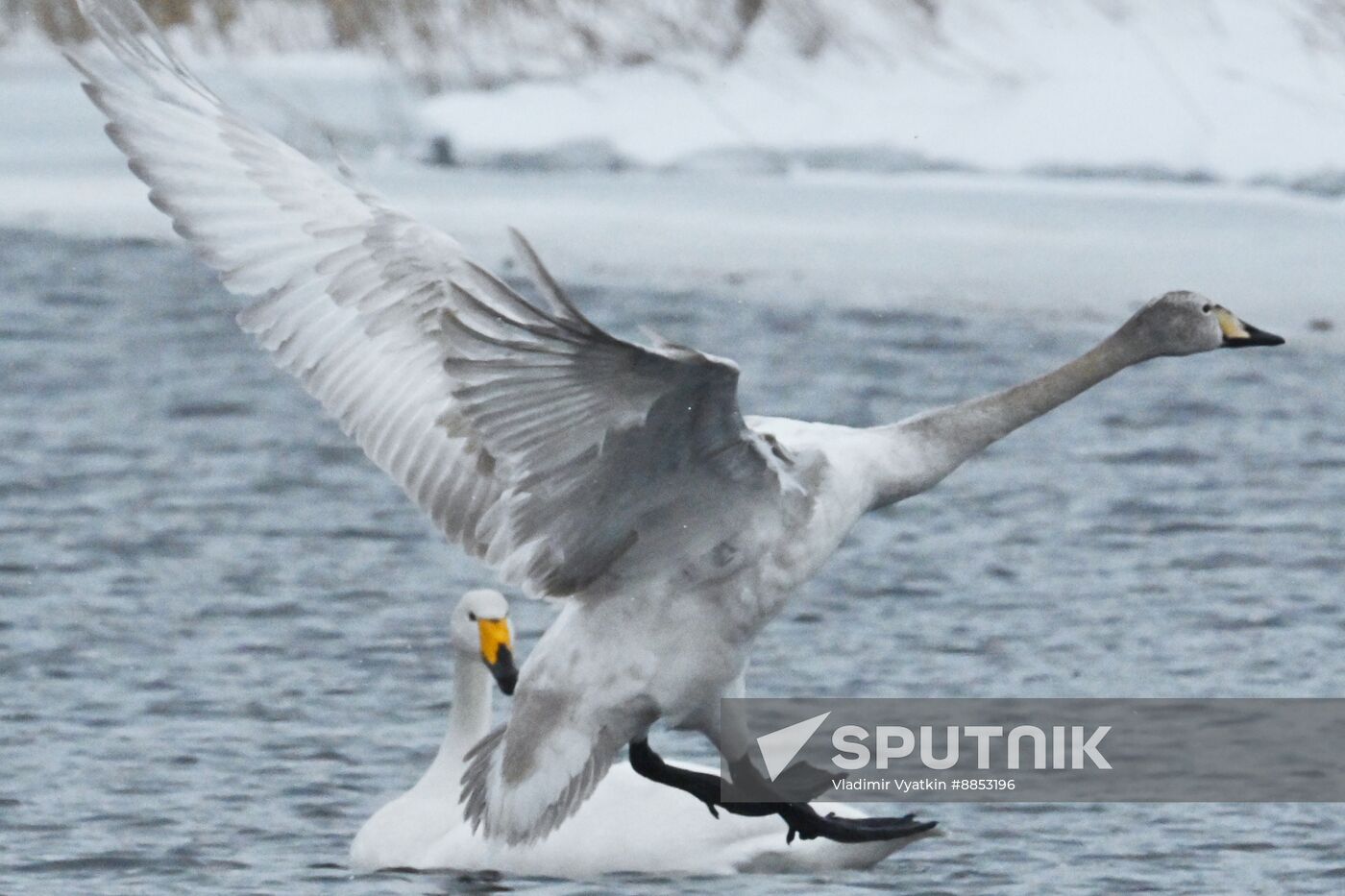 Russia Wildlife Swans