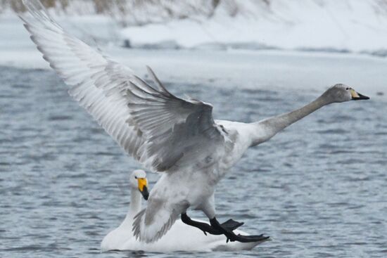 Russia Wildlife Swans