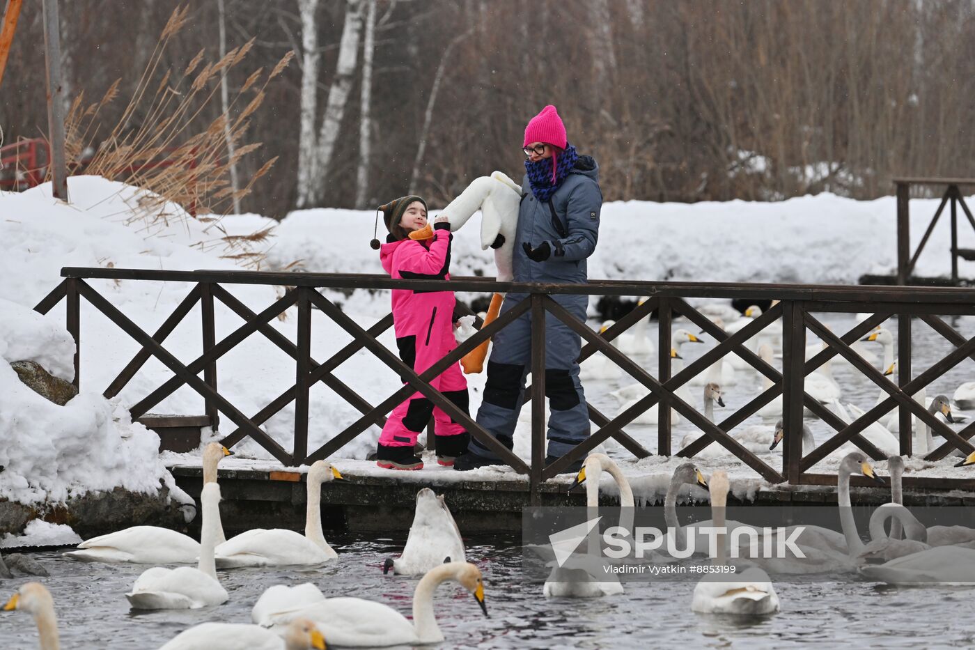 Russia Wildlife Swans