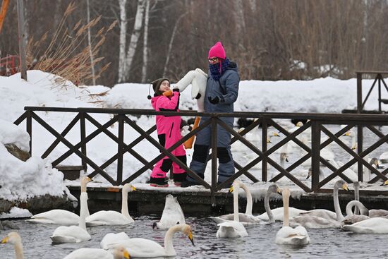 Russia Wildlife Swans