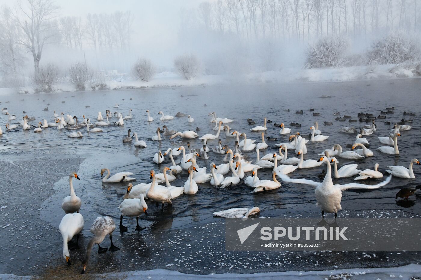 Russia Wildlife Swans