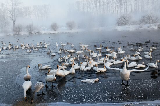 Russia Wildlife Swans