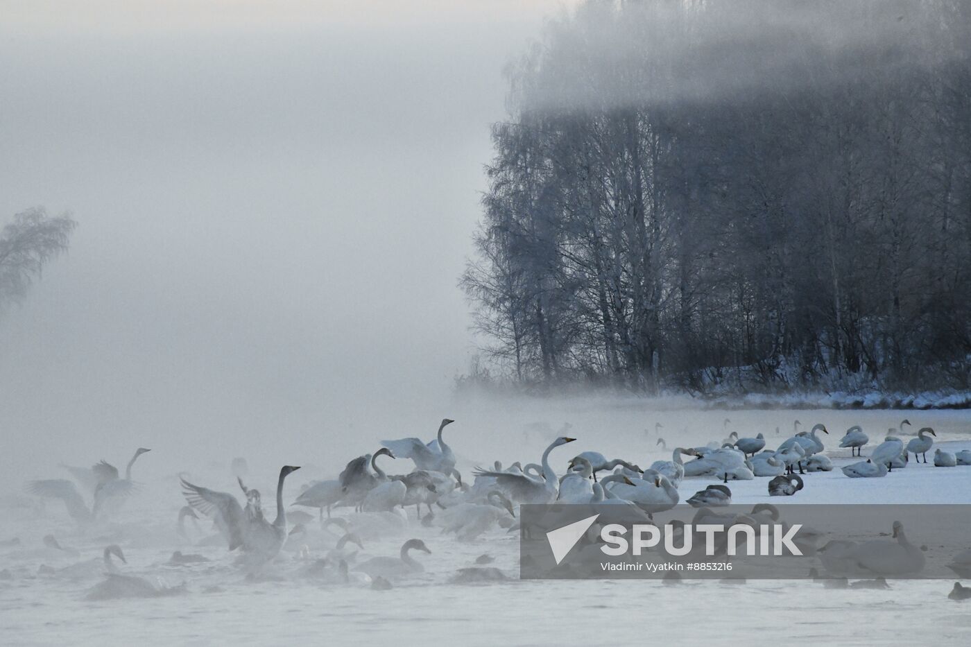 Russia Wildlife Swans