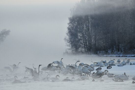 Russia Wildlife Swans