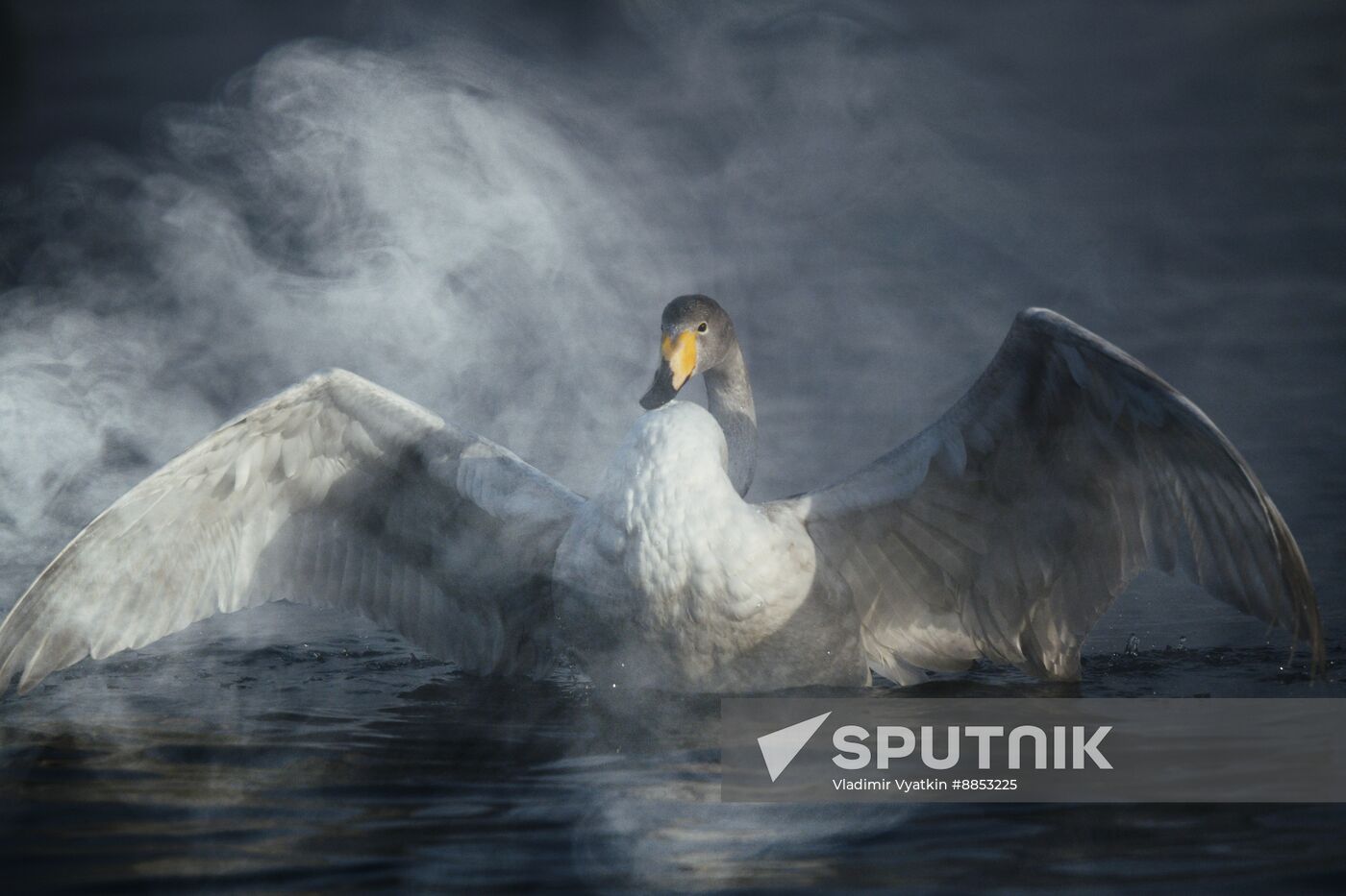 Russia Wildlife Swans