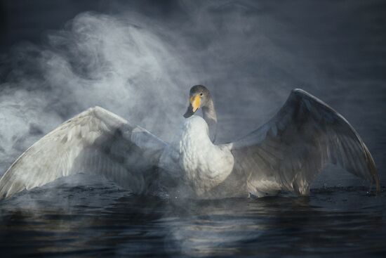 Russia Wildlife Swans