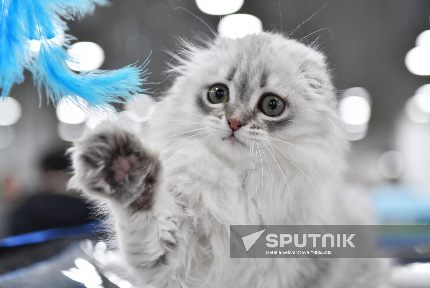 Russia Cat Show