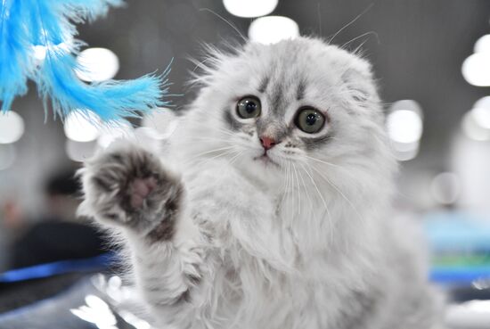 Russia Cat Show
