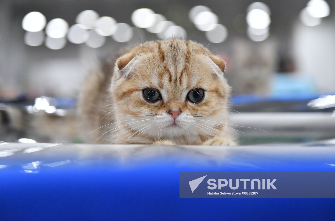 Russia Cat Show