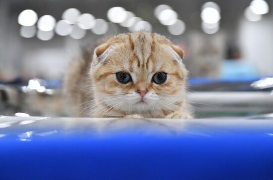 Russia Cat Show