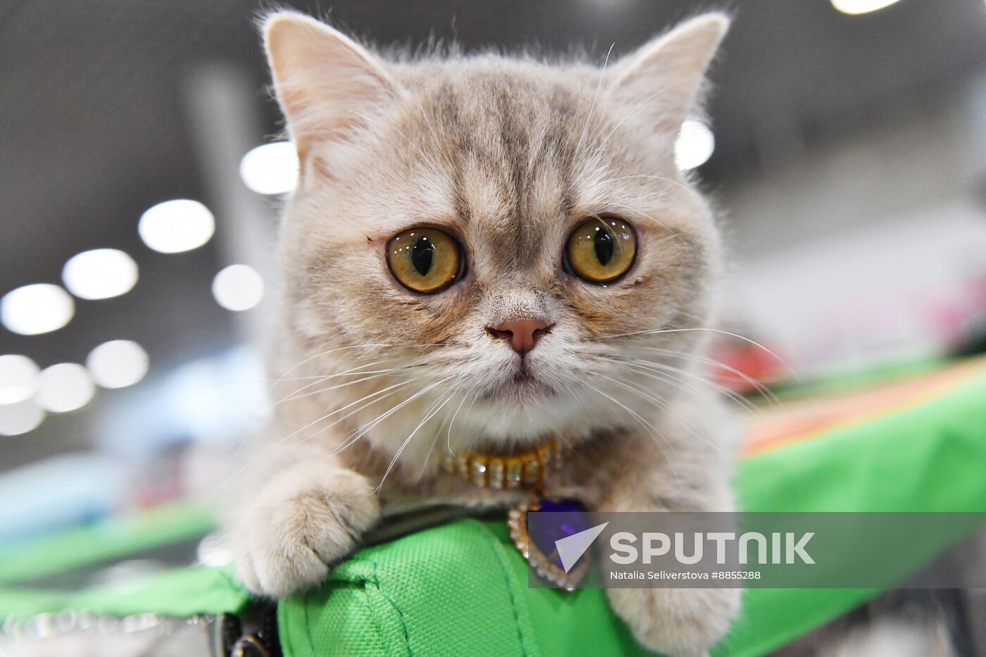 Russia Cat Show