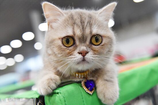 Russia Cat Show