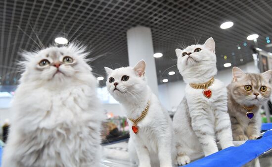 Russia Cat Show