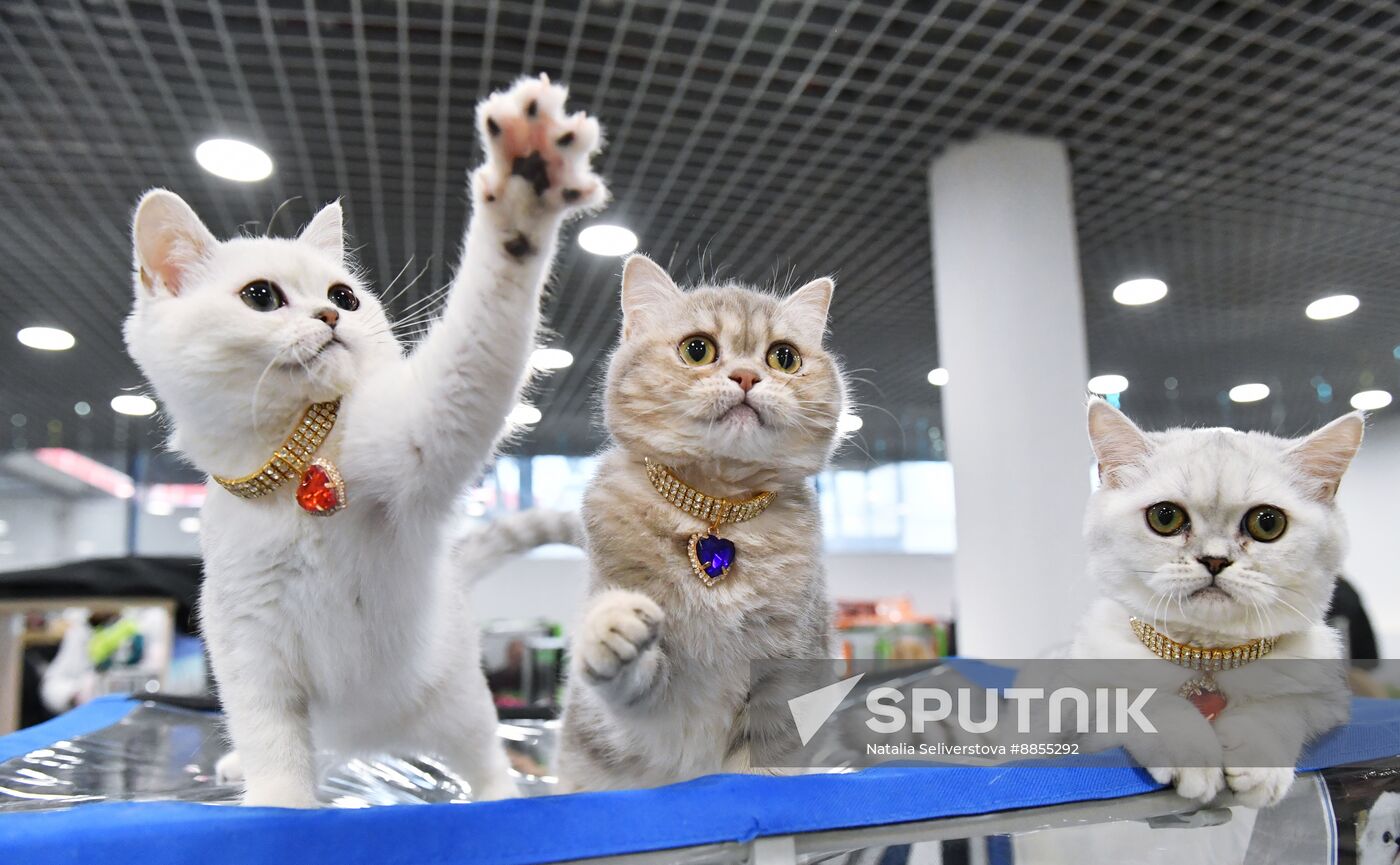 Russia Cat Show